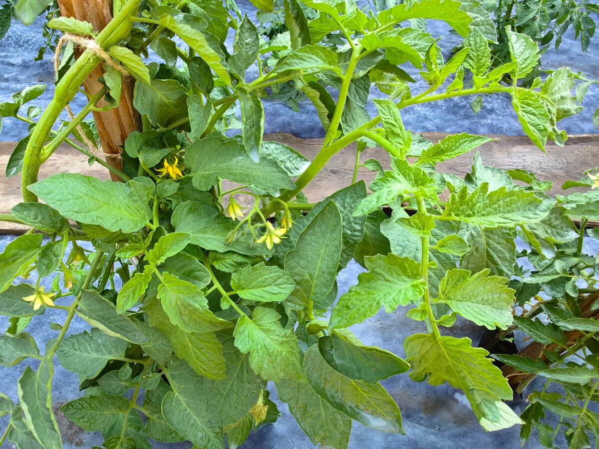 Томаты во время цветения и роста плодов на фото 1, 2, 3. Фото автора  