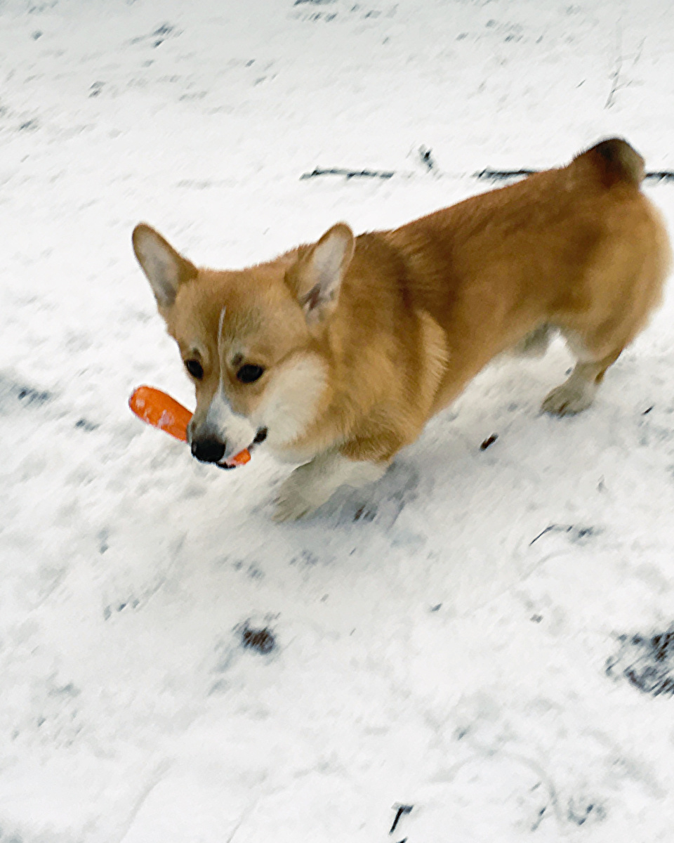 Позаимствовал морковку у снеговика. Корги нужнее.