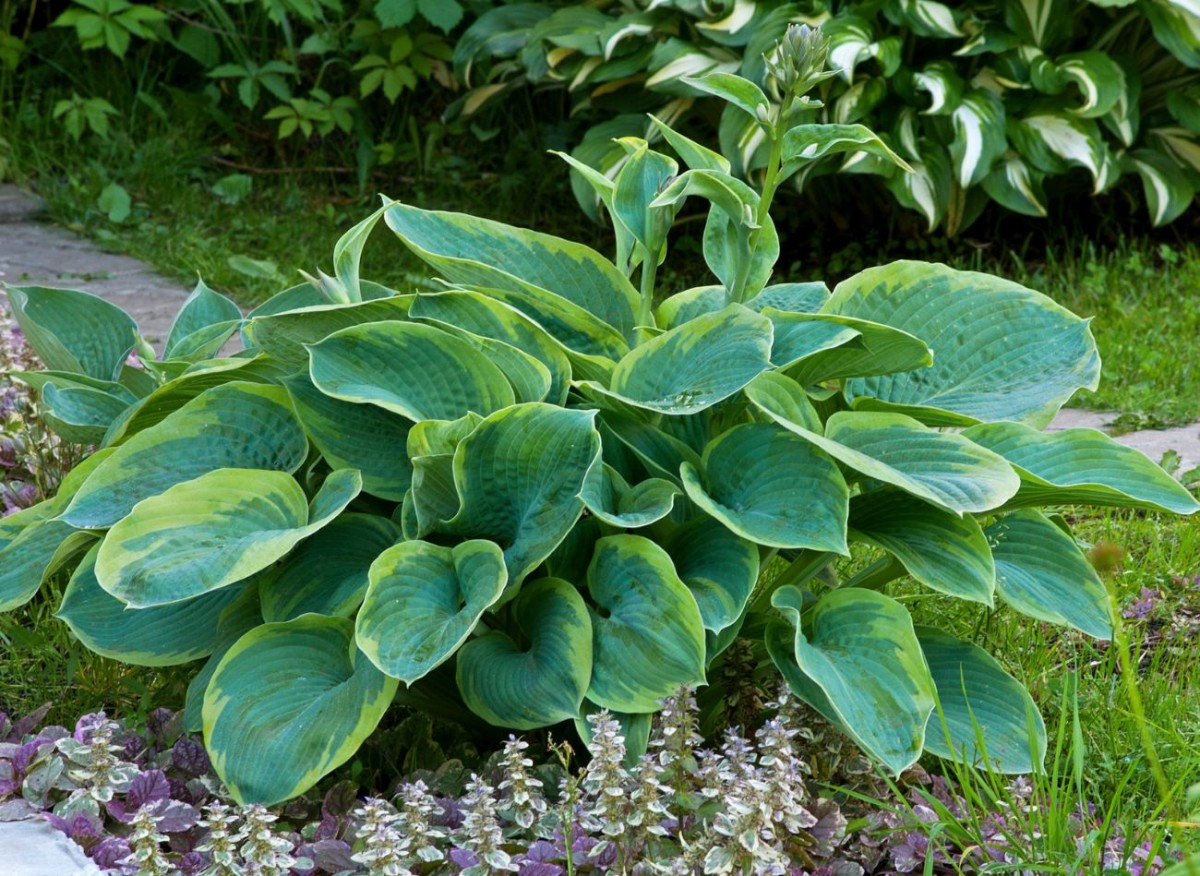 хосты - спасение садов и городских пространств