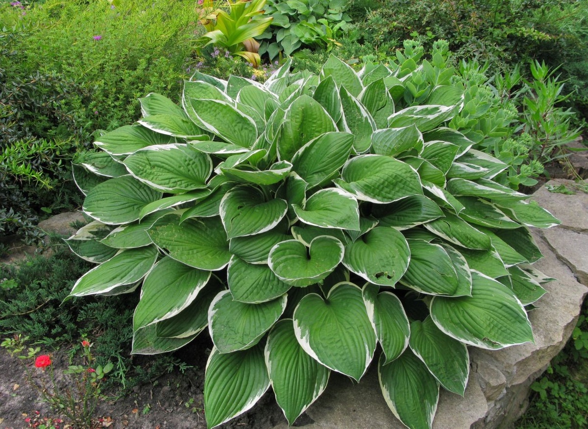 Хосты лучше всего удобрять в два срока: ранней весной и в середине лета.