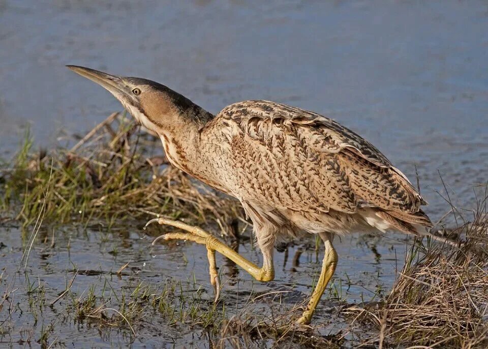 Большая выпь