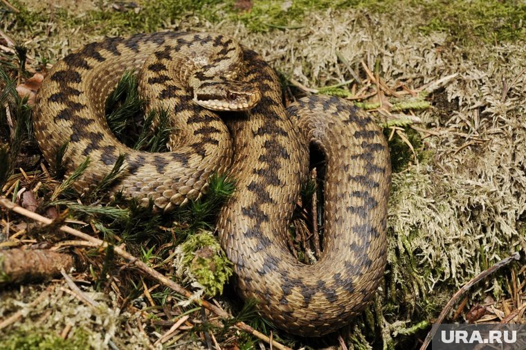 Укус гадюки опасен для человека, но не смертелен. На фото: степная гадюка. Фото: Benny Trapp / Wikipedia / CC BY 3.0