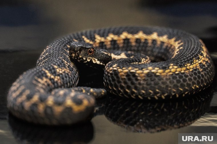 Голова у этих змей обычно широкая, покрыта мелкими чешуйками или крупными щитками, хорошо выражен шейный перехват. На фото: кавказская гадюка. Фото: Thereptilehun / Wikipedia / CC BY-SA 4.0