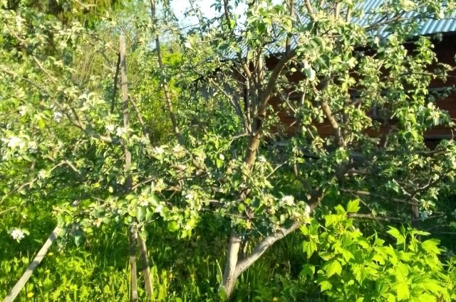    Трава на участке может стать причиной претензий. Фото: АиФ/ Наталья Стерледева