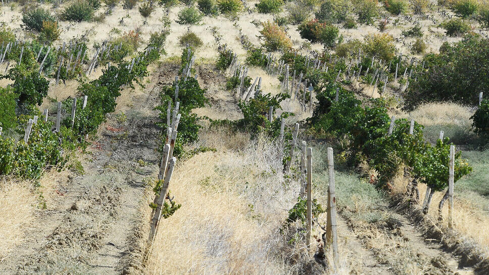 Фото: Виктор Коротаев / Коммерсантъ