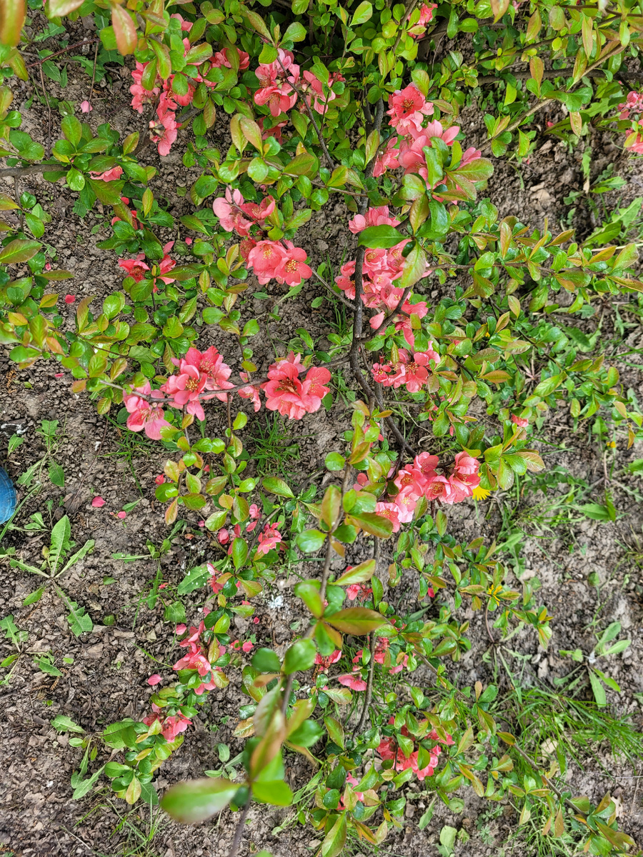 Цветущая айва