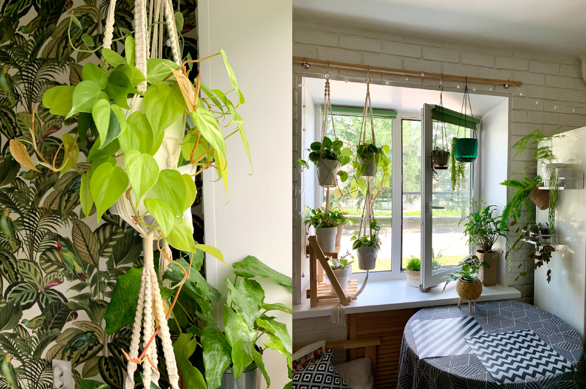 Слева Филодендрон Сканденс Лемон Лайм, справа общий вид зоны с растениями.