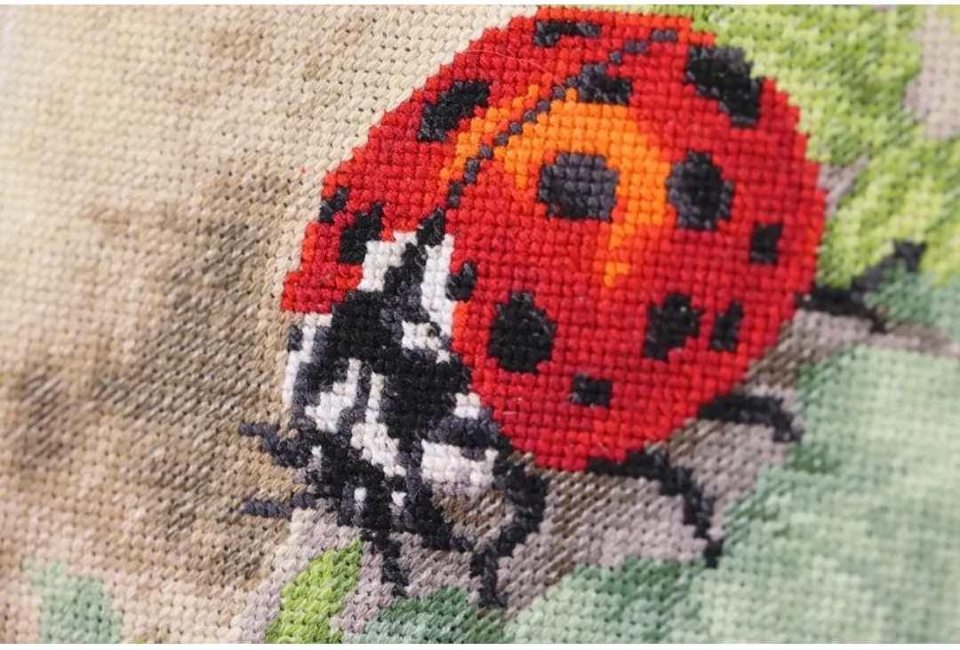 Божья коровка 🐞