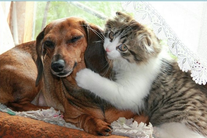 На самом деле, кошки и собаки - лучшие друзья, просто не признаются