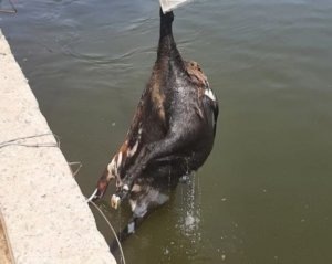    Фото: администрация Астрахани