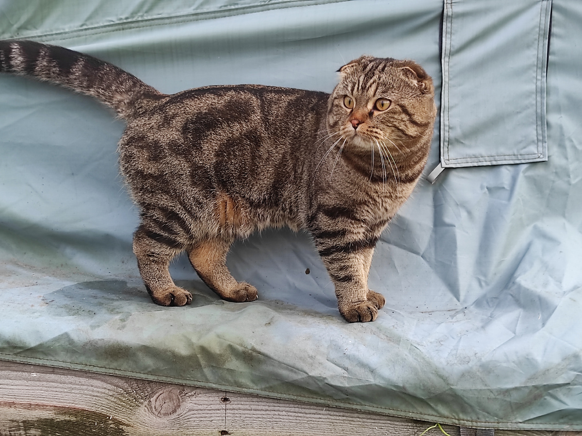 Хомячок нынче спокойно перепрыгивает лужи и гуляет под дождём 😭