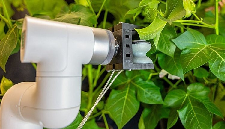    Фото: Саван ДеСоуза/ Cornell University