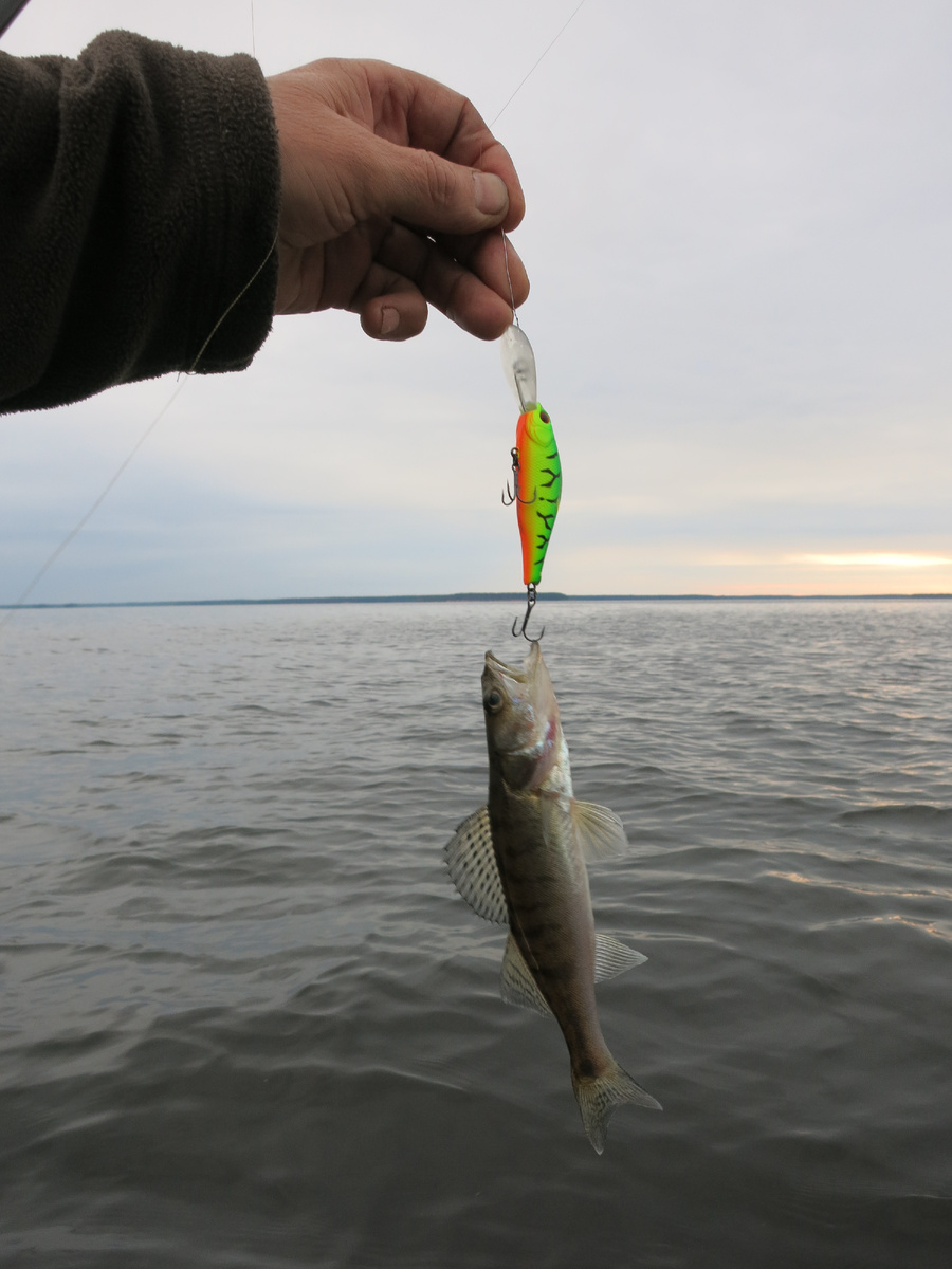 Была пара недомеркоа размером с воблер. Этот на стряхнулся....