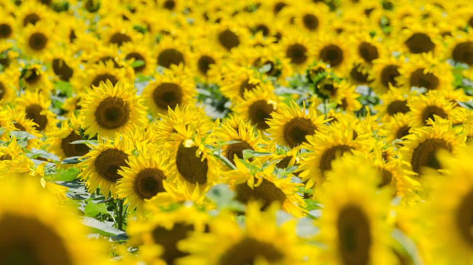 Фото: Олег Харсеев / Коммерсантъ