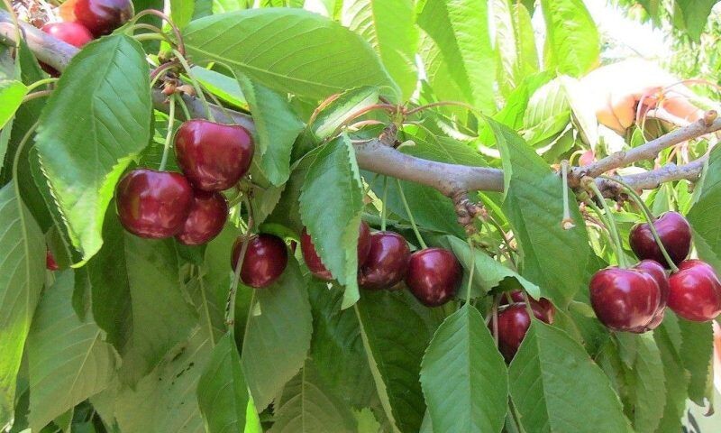    Фото пресс-службы администрации Краснодарского края