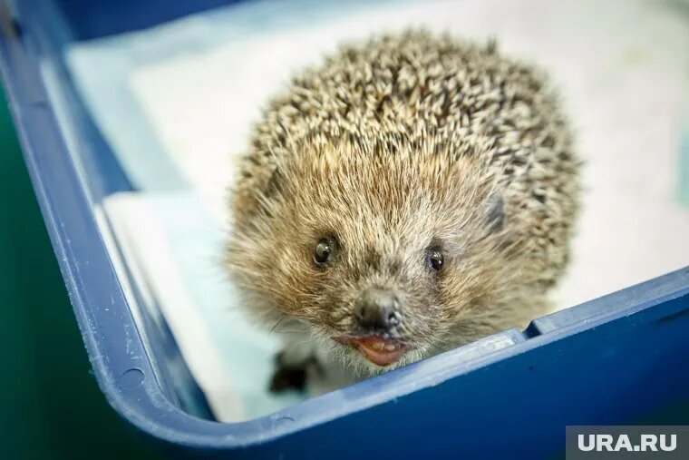 Садисты забили ежа палкой (фото архивное). Фото: Александр Мамаев © URA.RU