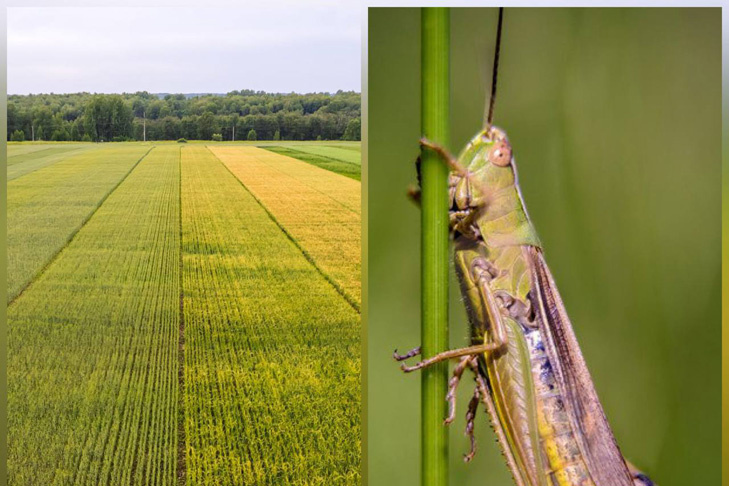    Фото Андрея Заржецкого, коллаж VN.ru
