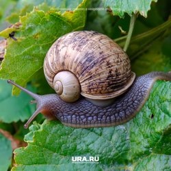     Виноградная улитка довольно распространена на территории России URA.RU
