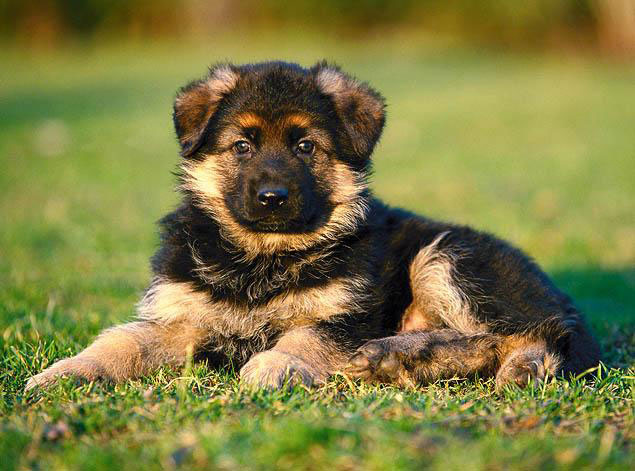 Этот малыш ждет своего идеального имени! 🐾