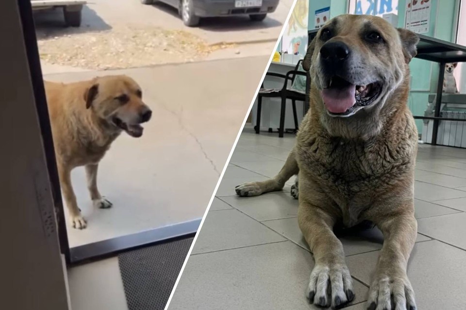    Псу дали кличку Барбос. Фото: аккаунт ветклиники в социальных сетях