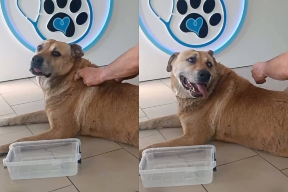    Собаке поставили артрит и назначили лечение. Фото: аккаунт ветклиники в социальных сетях