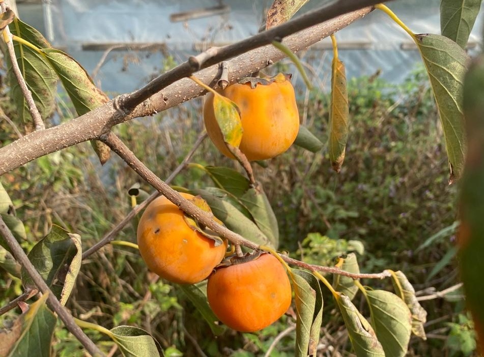 Октябрь 2024 года