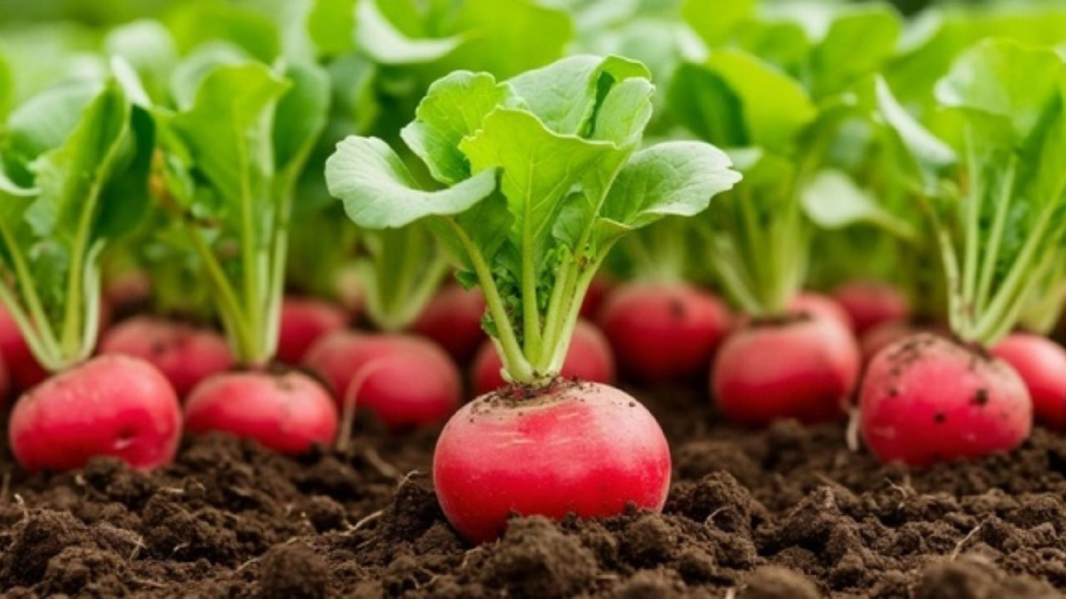 Яндекс картинки