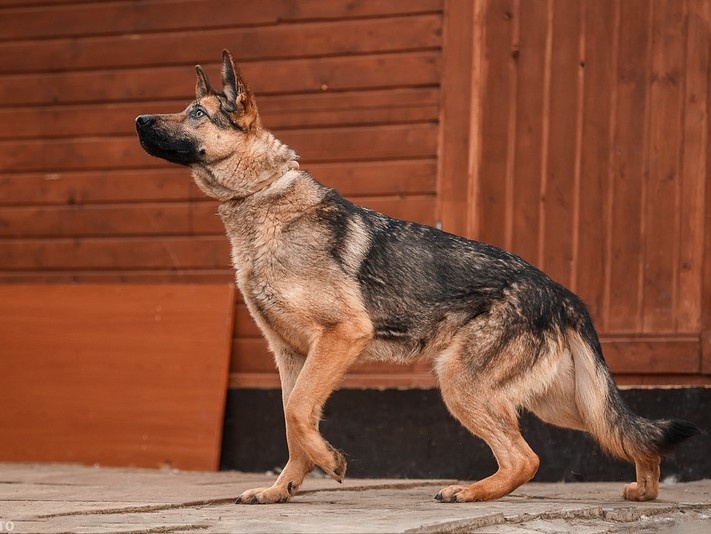Имя – это первая ниточка любви между вами и вашей собакой