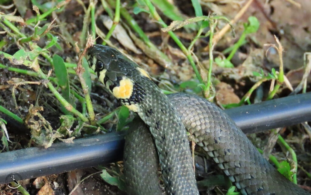 Хорошо узнаваемые заушные жёлтые пятна ужа. 14.08.2023