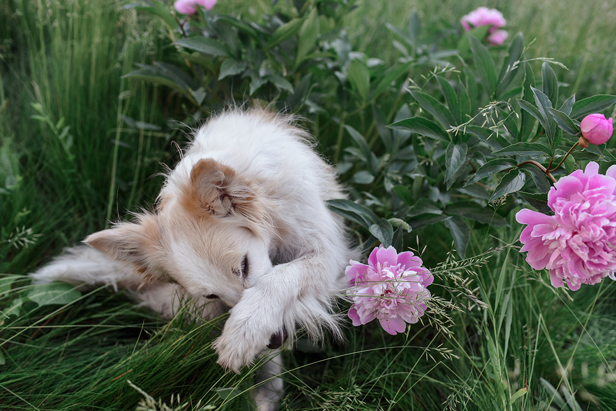 Трюк "Стыдно"
