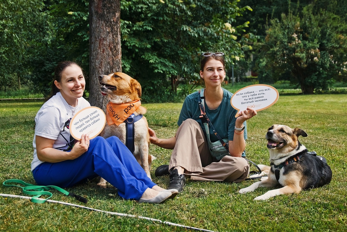 Более 1300 гостей посетили фестиваль «Собаки в городе».