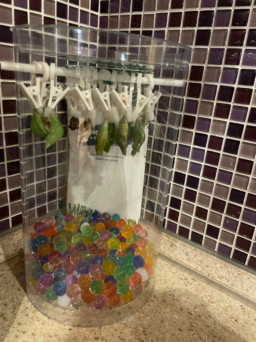 Куколки на ферме)