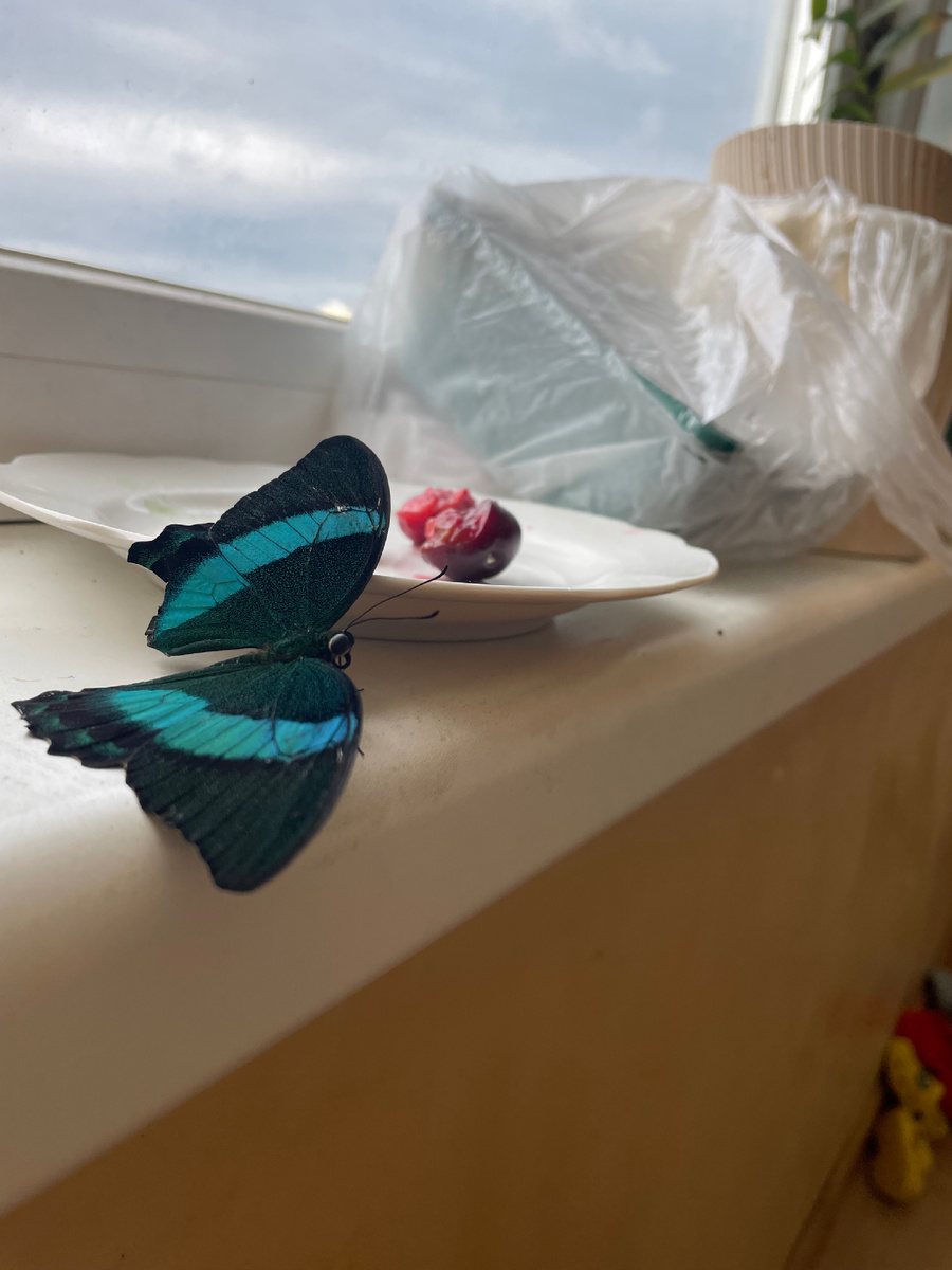 Бабочка дома 