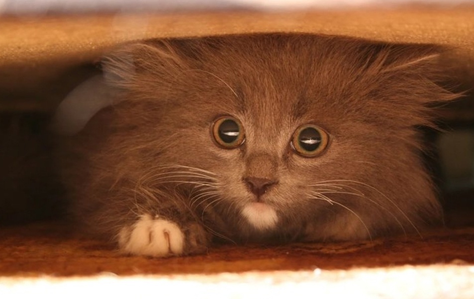 Из открытых источников