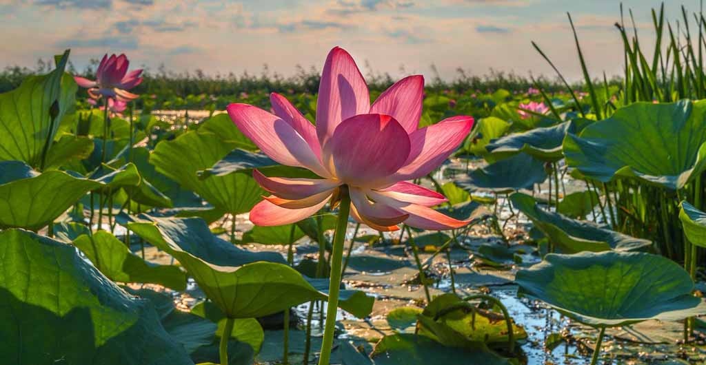 Картинка найдена на просторах интернета, ссылка https://yandex.ru/images/search?from=tabbar&img_url=https%3A%2Fi%2F.pinimg.com%2Foriginals%2Fa8%2F34%2Fа3f%2Fa83р43f81с287907b5e7bd53274cf0591a19.jpg&lr=47&pos=15&rpt=simage&text=%D1%86%D0%B2%D0%B5%D1%82%D1%8B%20%D0%BA%D1%80%D1%83%D0%BF%D0%BD%D0%BE%20%D1%84%D0%BE%D1%82%D0%BE