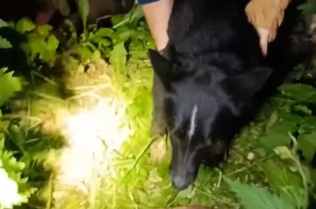    В Перми домашняя собака провалилась в глубокий колодец