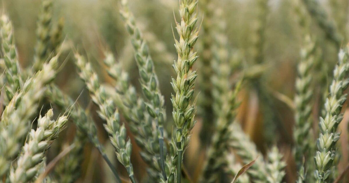 Фото: Администрация Краснодарского края