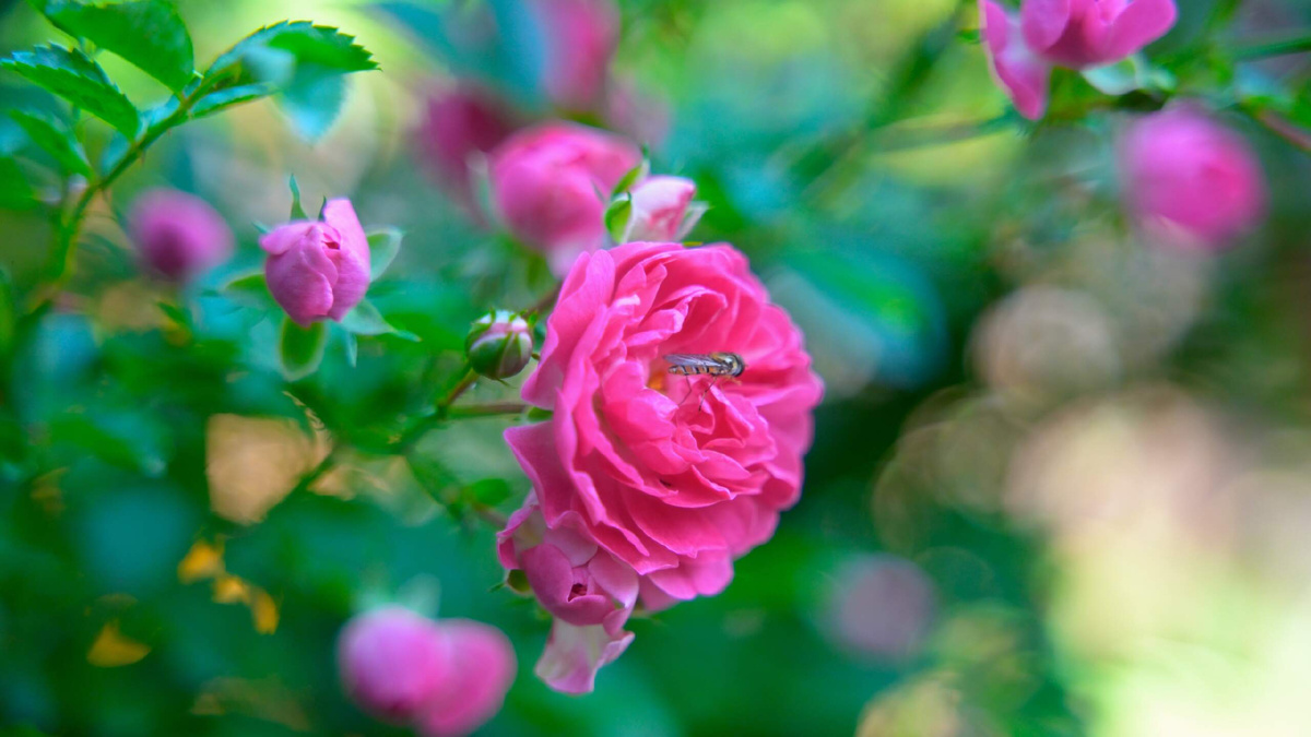 Фото Виталия Солнцева из Ок. Донецкие розы - лучшие.