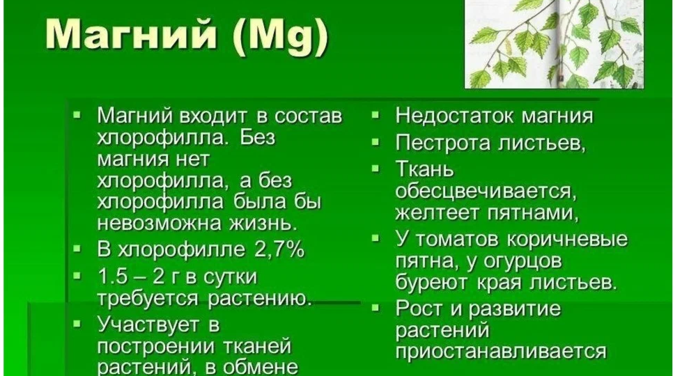 Подкормка томатов, огурцов, перцев с учётом баланса магния и калия. Секрет щедрого урожая от агронома