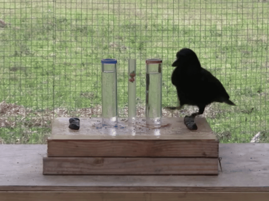 Сообщающиеся сосуды? Воронам и их суть стала ясна. Фрагмент PLOS Media, CC BY 3.0