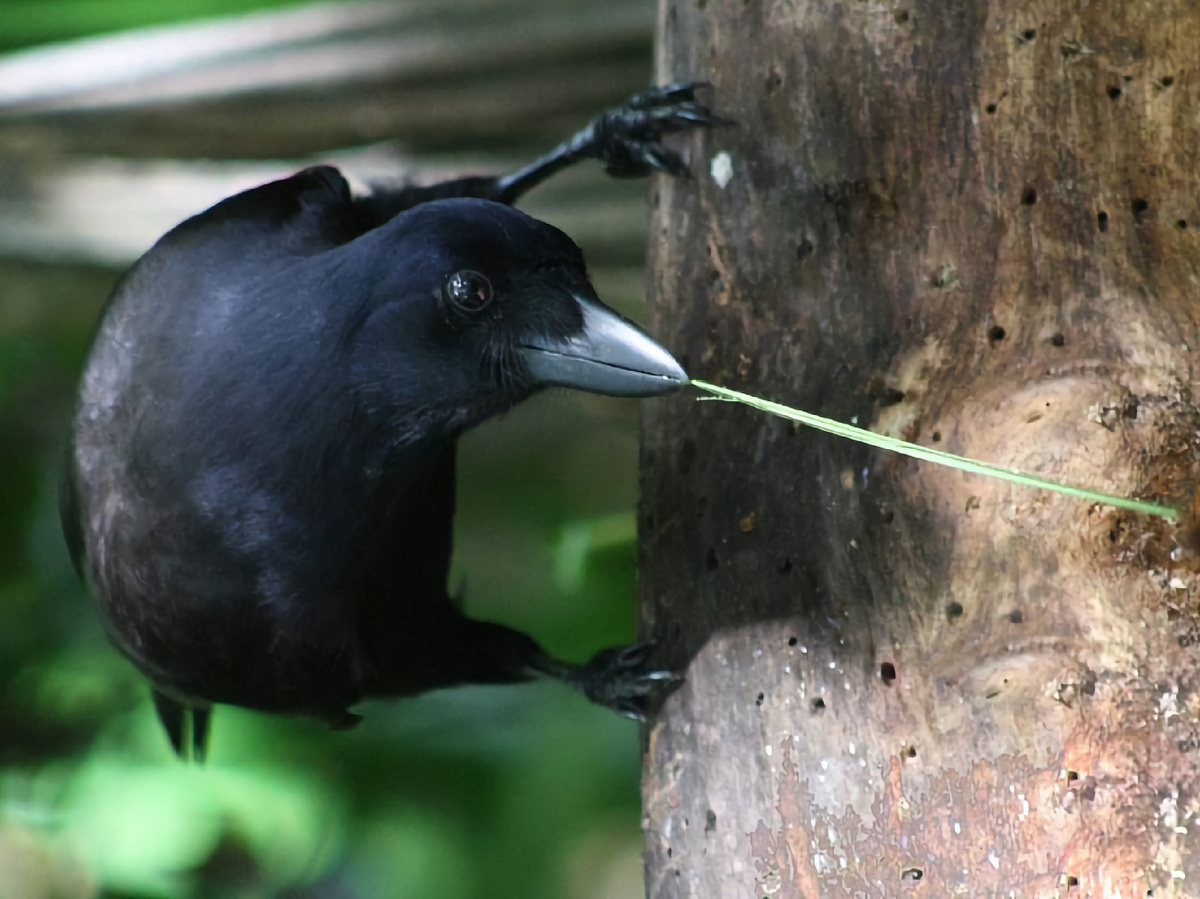 Фотография: Mick Sibley, CC BY 4.0