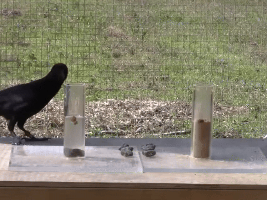 Фрагмент PLOS Media, CC BY 3.0