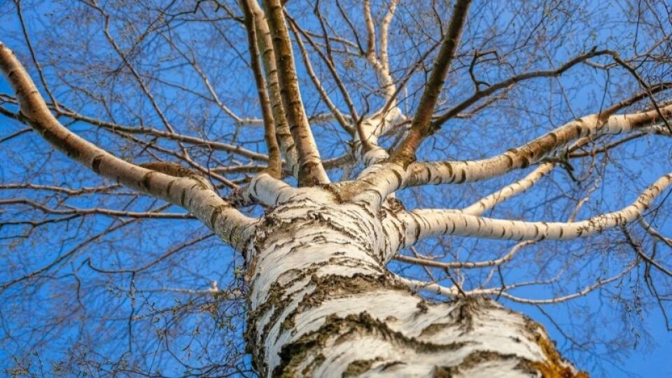    Березы. Источник: pixabay.com