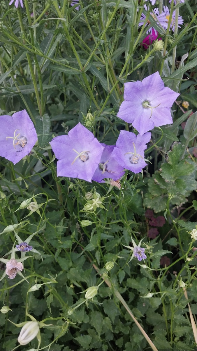 Карпатский колокольчик.