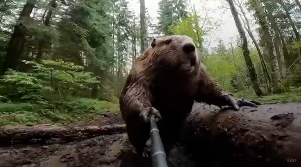 скриншот видео