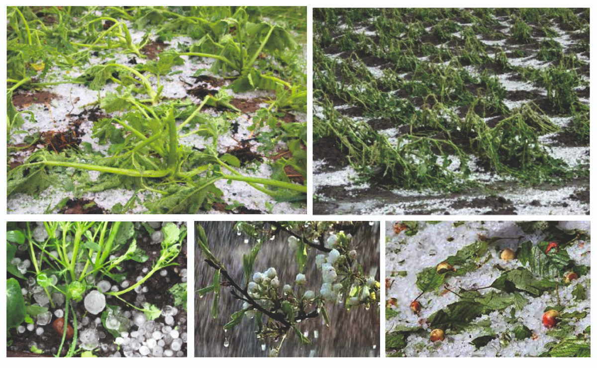 Последствия градобоя (фото из интернета)