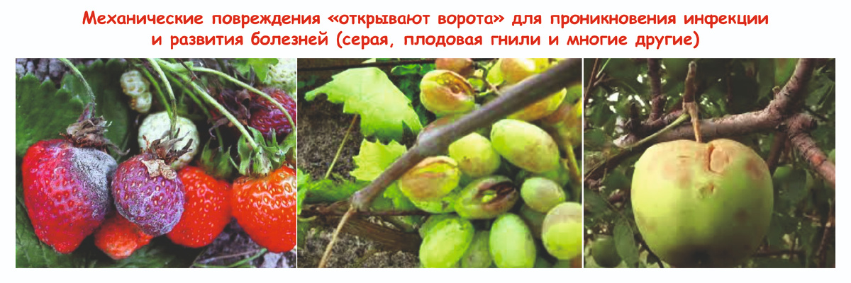 Болезни растений после повреждения градом (фото из интернета)