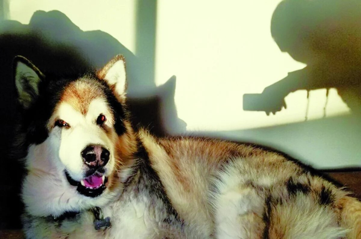    В Нагайбакском районе установили все обстоятельства садизма над животными