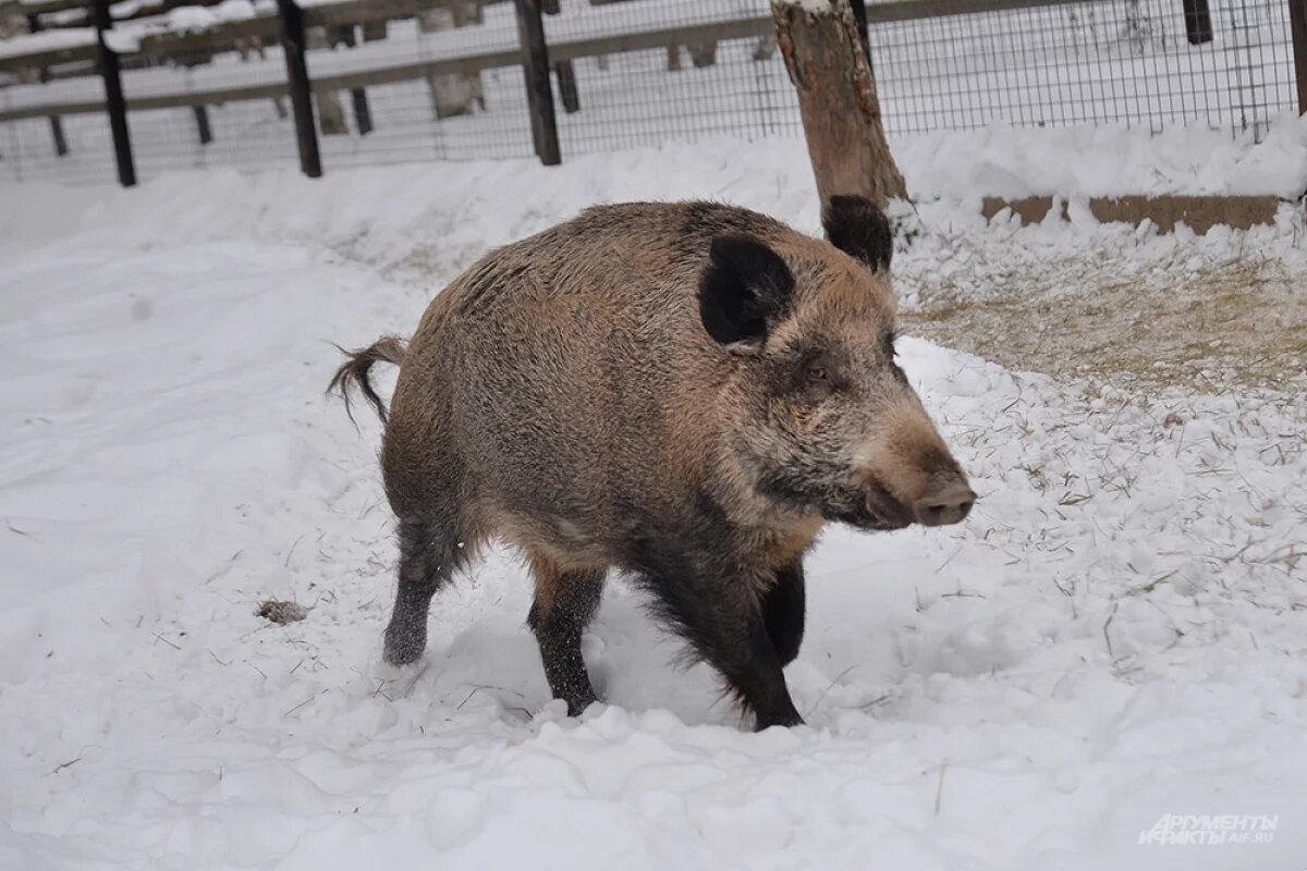    40-летний житель Прикамья незаконно убил кабана на территории заказника