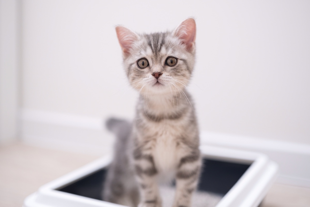 Kashaeva Irina / Shuttersock / FOTODOM📷Приучать котенка к лотку нужно сразу после появления питомца в доме